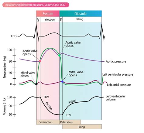 lv end diastolic pressure|left ventricular end diastolic volume.